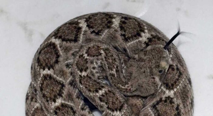 How Small Are Baby Rattlesnakes?