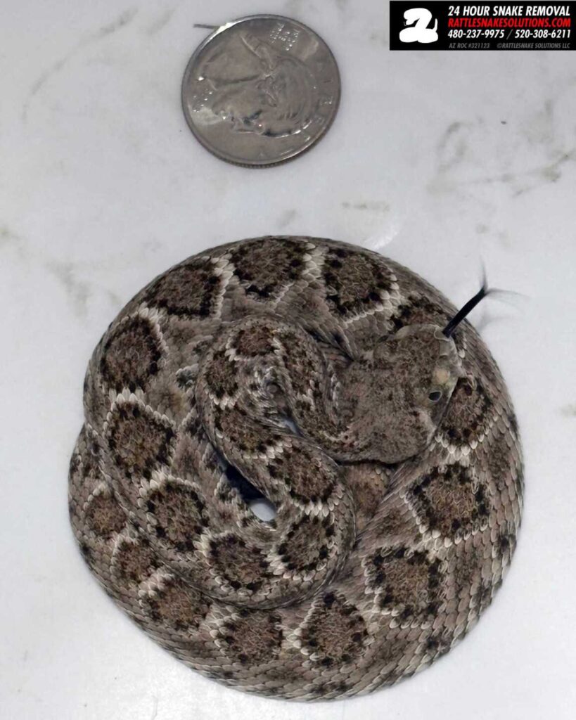How Small Are Baby Rattlesnakes? How Small Are Baby Rattlesnakes?