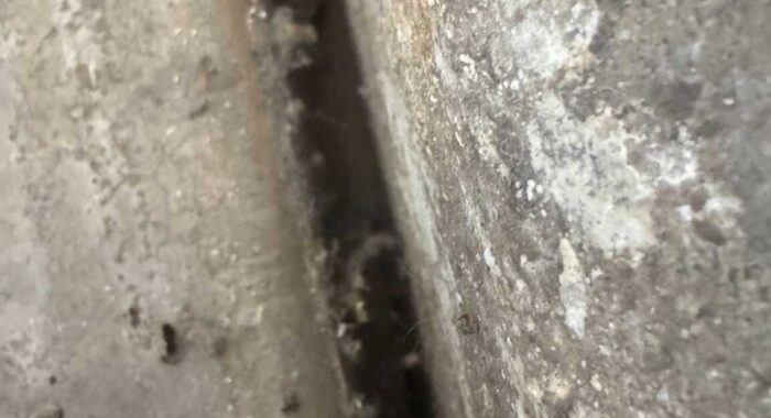 A Tricky Snake Capture in Cave Creek