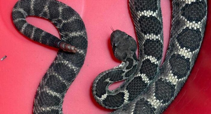 Arizona Black Rattlesnake in a Garage