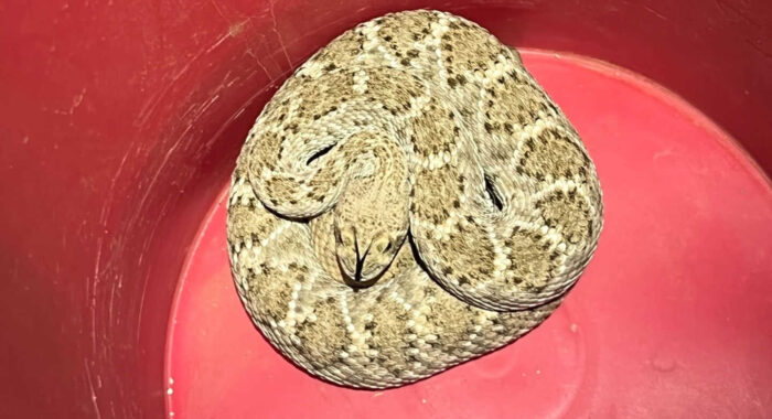 Western Diamondback Rattlesnake Variability