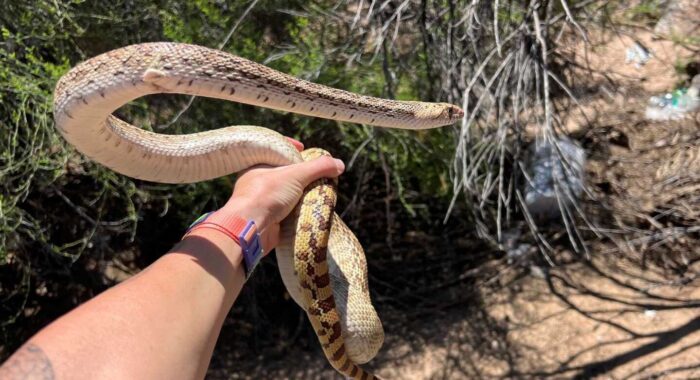 Can a Gophersnake Sound Like A Rattlesnake?