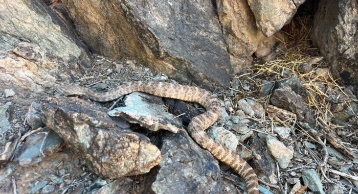 Do You Track Rattlesnakes You Release?