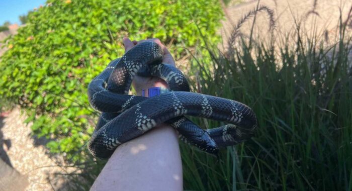 Kingsnake In The Yard