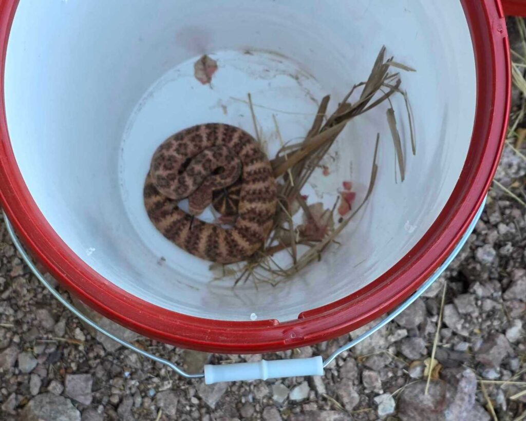Pink Rattlesnake On Camelback Mountain