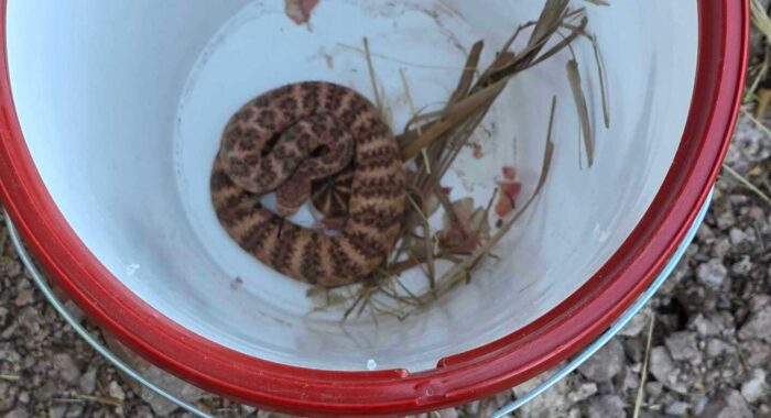 Pink Rattlesnake On Camelback Mountain