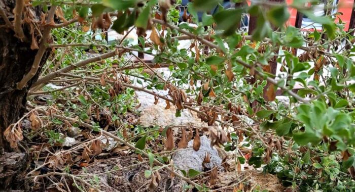 Rattlesnake Found At Snake Fence Installation