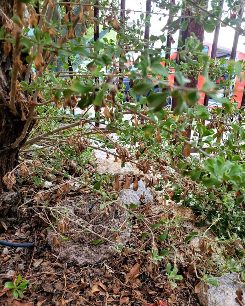 Rattlesnake Found At Snake Fence Installation
