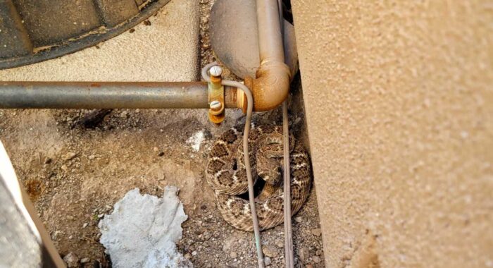 Multiple Rattlesnakes At A Home