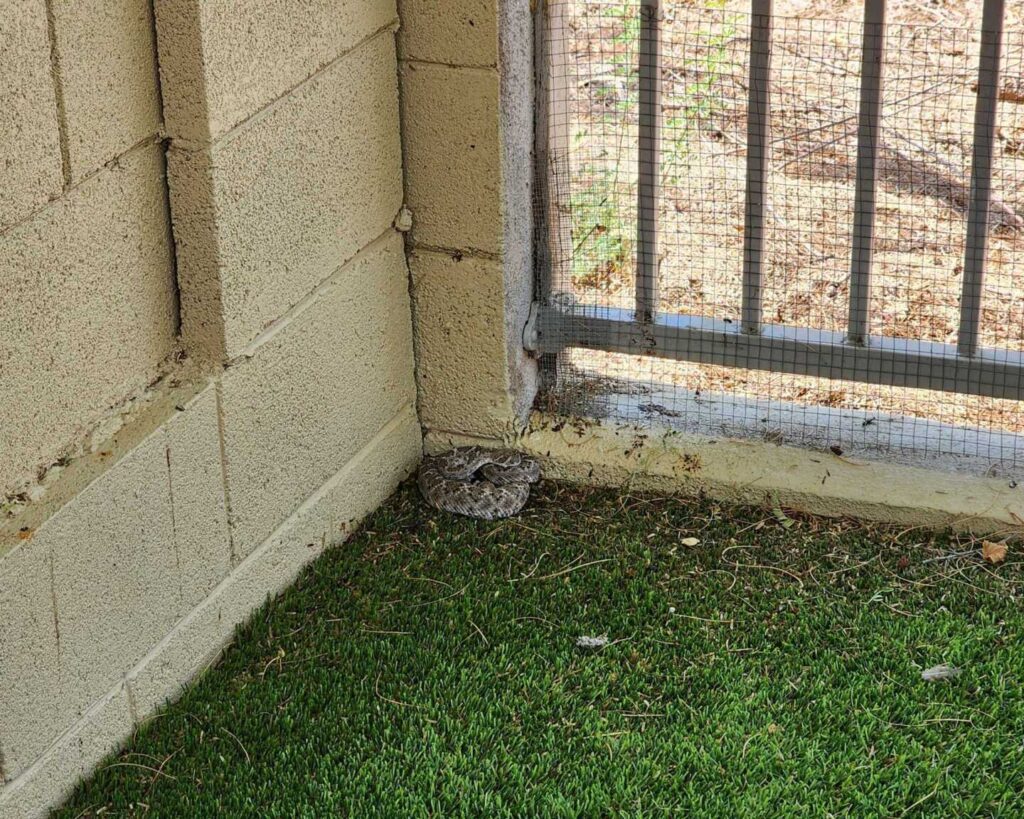 Rattlesnake At DIY Snake Fence Job