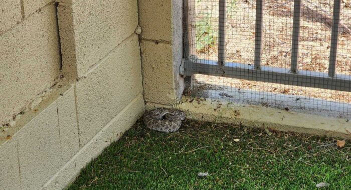 Rattlesnake At DIY Snake Fence Job