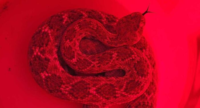 Rattlesnake In A Chicken Coop