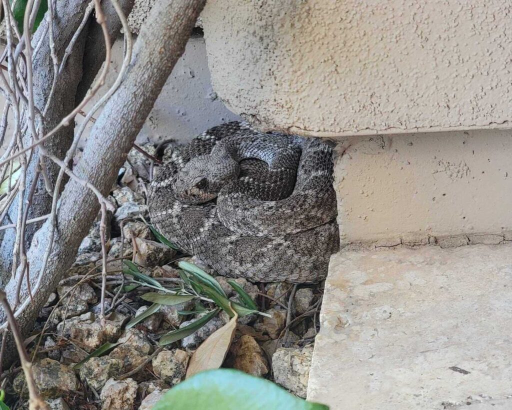 Rattlesnake At A Home In Scottsdale