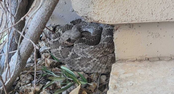 Rattlesnake At A Home In Scottsdale