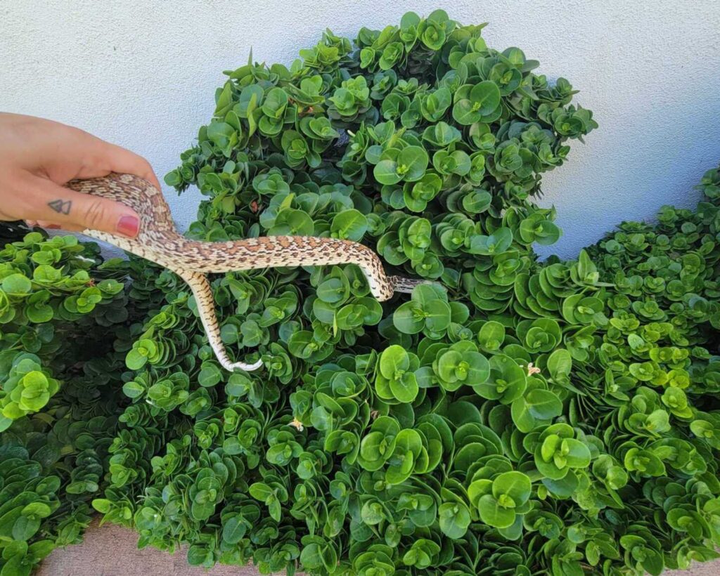 Sonoran Gophersnake In The Bushes
