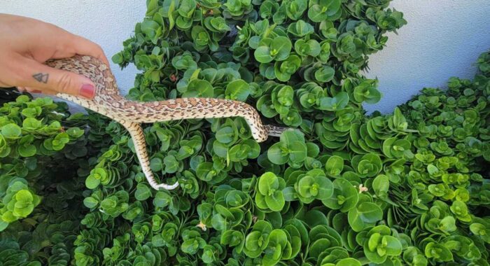 Sonoran Gophersnake In The Bushes