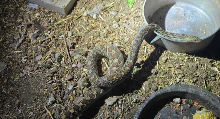 Gophersnake In A Chicken Coop
