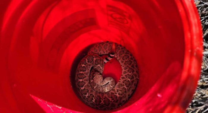 Rattlesnake In The Courtyard