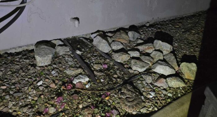 Rattlesnake By The Air Conditioner