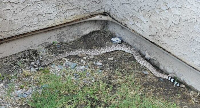 Rattlesnake By The Trash Cans