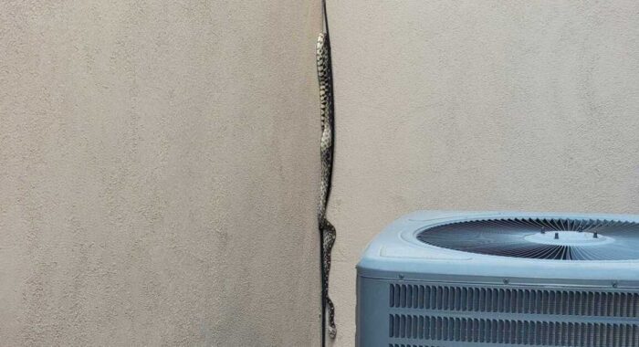 Gophersnakes Are Great At Climbing