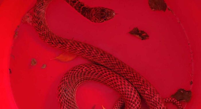 Coachwhip (Red Racer)