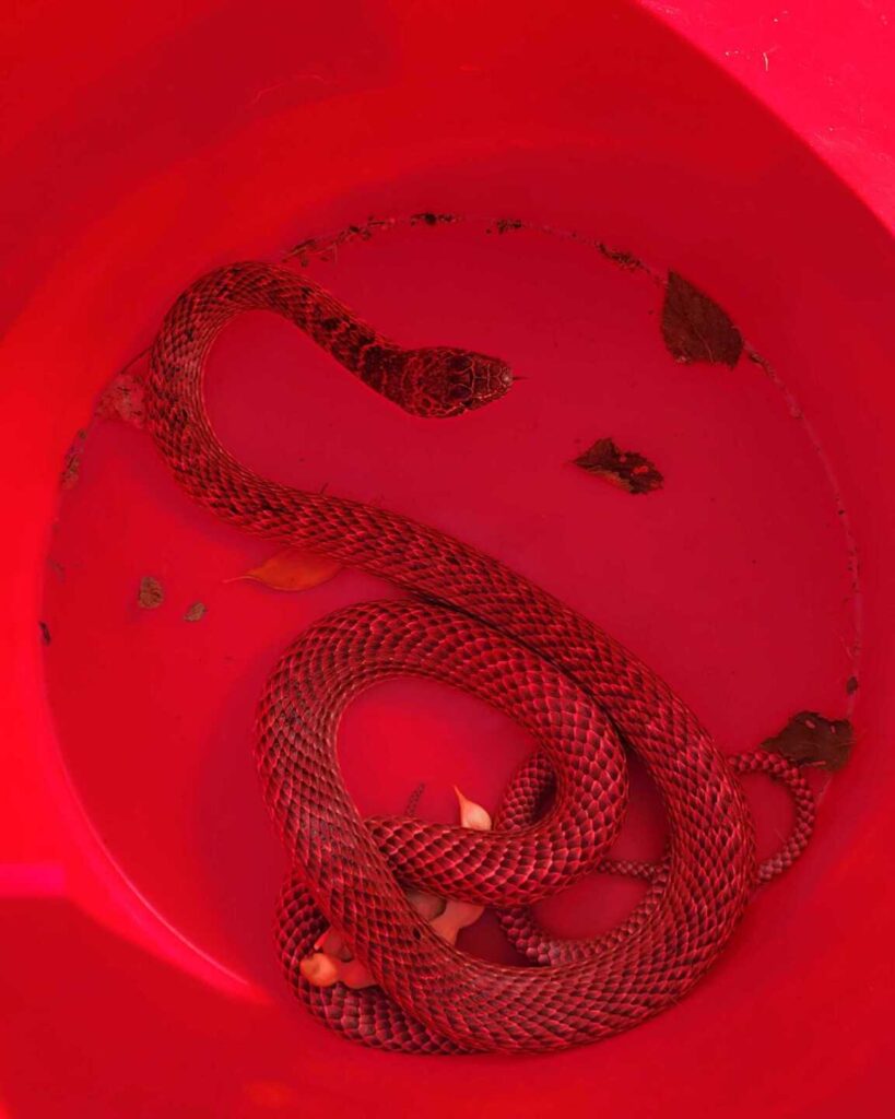 Coachwhip (Red Racer)