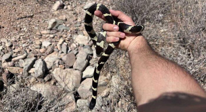 Two Kingsnakes At Once House
