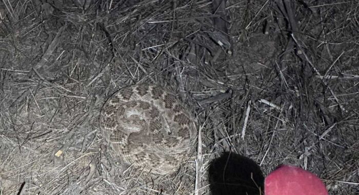 Rattlesnake At A Job Site