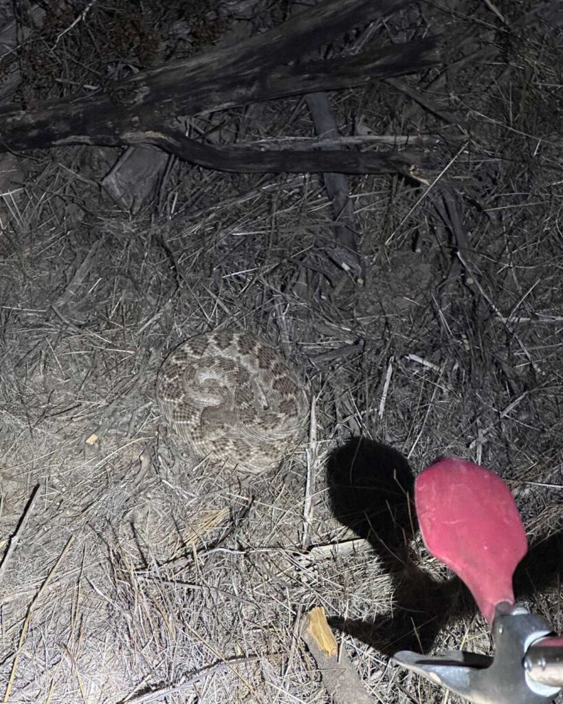 Rattlesnake At A Job Site