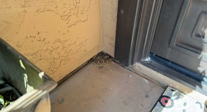 Western Diamondback Rattlesnake In Phoenix Arizona