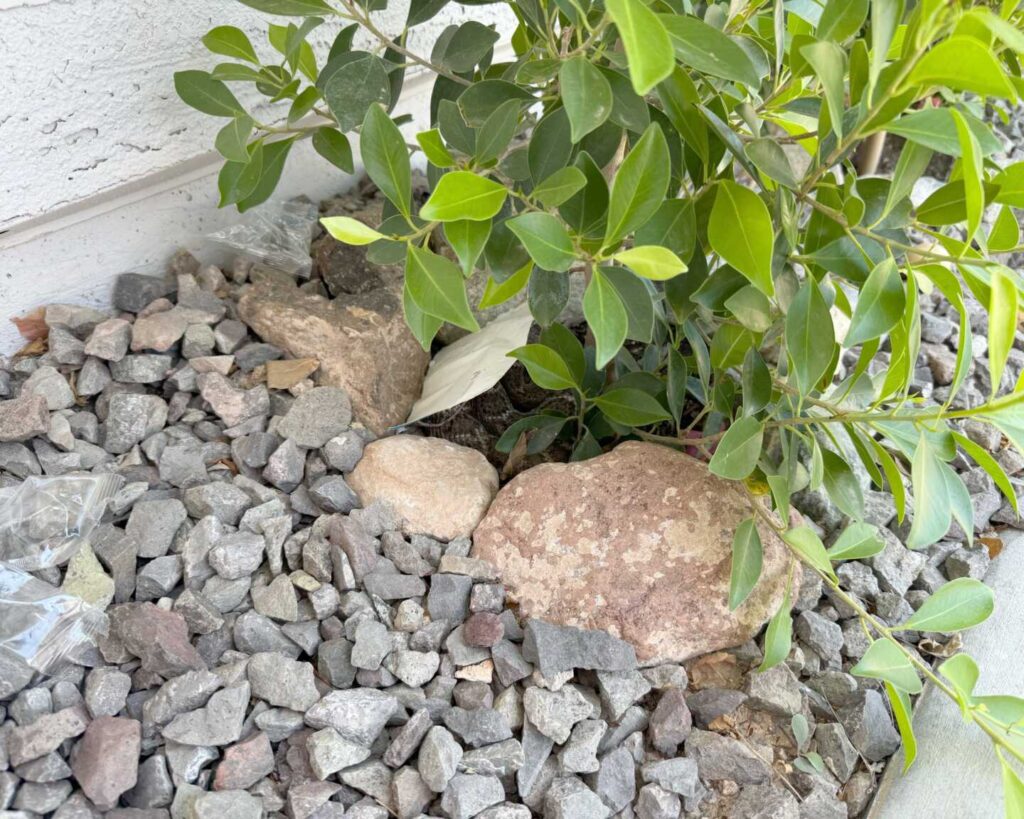 Rattlesnake By The Front Door Rattlesnake By The Front Door