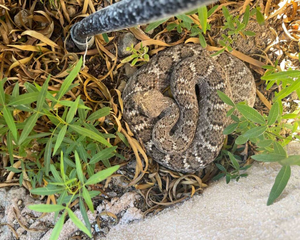 Rattlesnake Encounter In Tucson