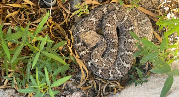 Rattlesnake Encounter In Tucson