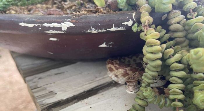 Snakes Are Better Than Coffee!