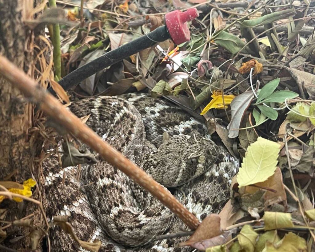 Rattlesnake Hiding Near A Drip System Rattlesnake Hiding Near A Drip System