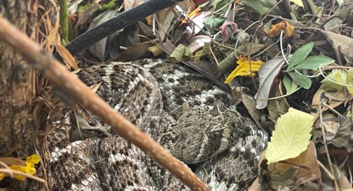 Rattlesnake Hiding Near A Drip System