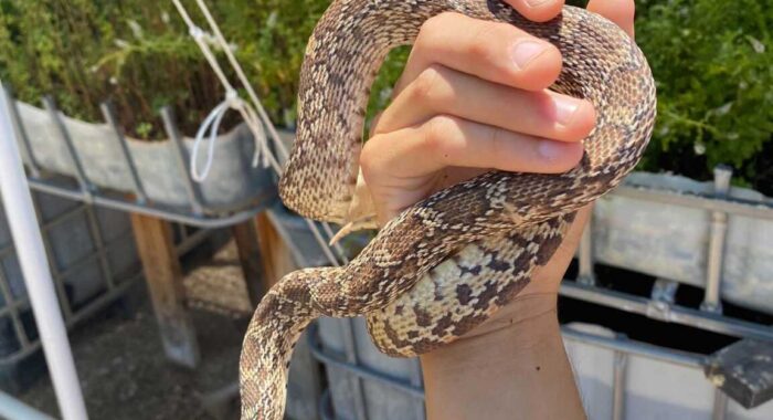 Sonoran Gophersnake Sheds Its Skin