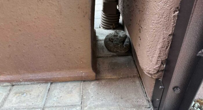 Western Diamondback Rattlesnake By The Front Door