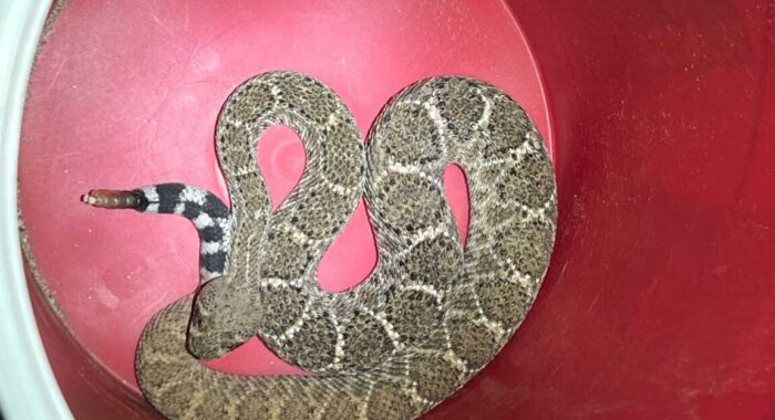 Rattlesnake Living In A Backyard