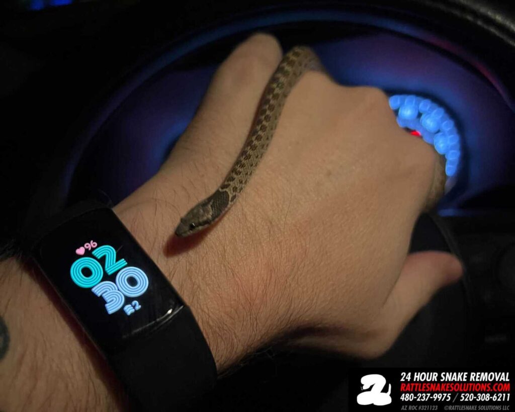 Night Snake Found Inside Home