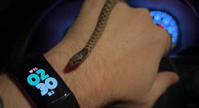 Night Snake Found Inside Home