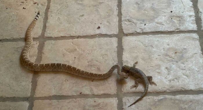 Rattlesnake Eating A Lizard
