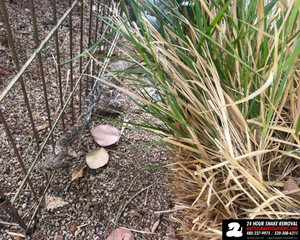 Rattlesnake Stuck In Bird Netting Rattlesnake Stuck In Bird Netting
