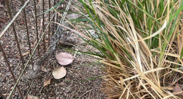 Rattlesnake Stuck In Bird Netting