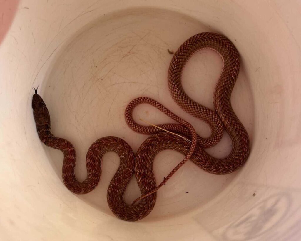 Coachwhip Escaping The Heat Of The Day