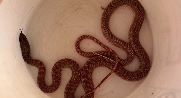 Coachwhip Escaping The Heat Of The Day