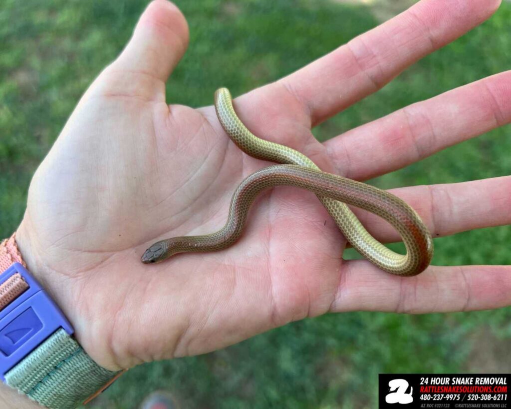 Groundsnake Removal Groundsnake Removal