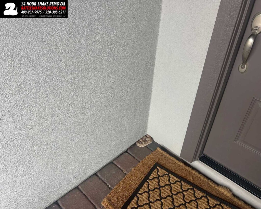 Rattlesnake by the Front Door