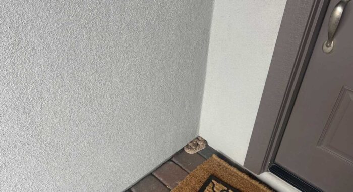 Rattlesnake by the Front Door